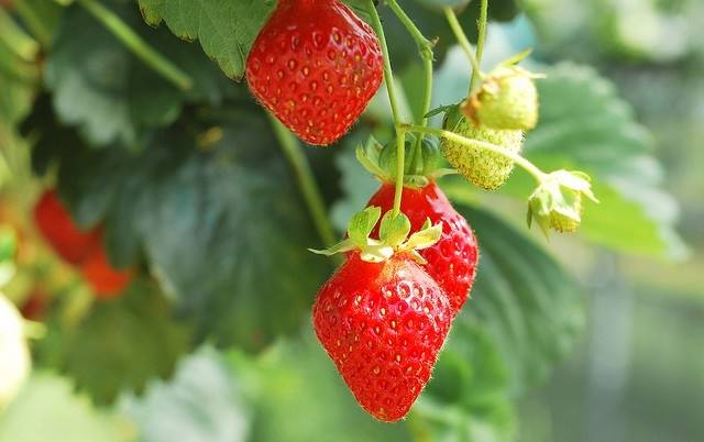 Gear Up for Strawberry Picking!